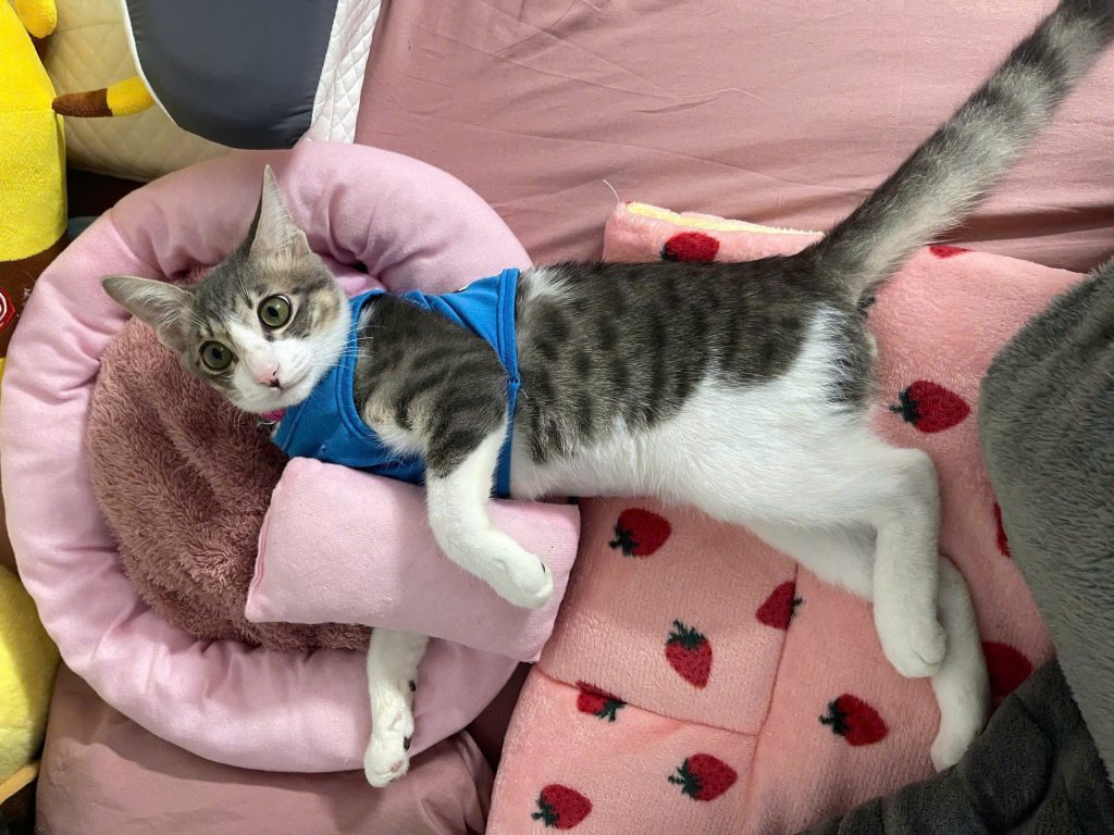 YÊU THƯƠNG ĐỘNG VẬT, THÚ CƯNG